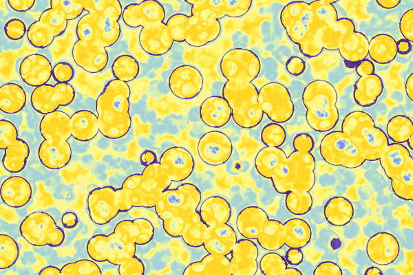 microscope image of cells